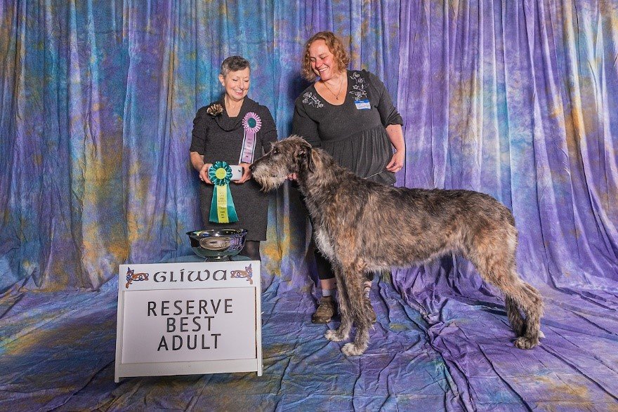   Reserve Best Adult     Tresmorn Bristol. 12/22/2017.  Breeder: Beth Renstrom. By Tresmorn The Abbott of Windmill x Rockhart Yesterday’s Ravensara of Tresmorn. Owner: Beth Renstrom. 