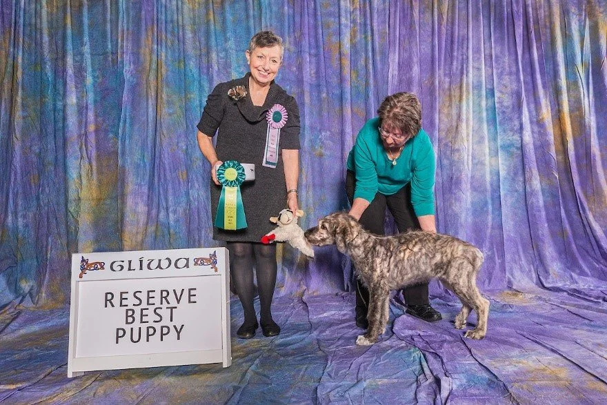   Reserve Best Puppy     Slaine Soloist. 07/19/2022.  Breeder: Chris Bernstein &amp; Helen Philpott. By BISS CH Shellane Braniff x CH Callaid Slaine Merremia Emo’di. Owner: Chris Bernstein &amp; Maria Lubera. 