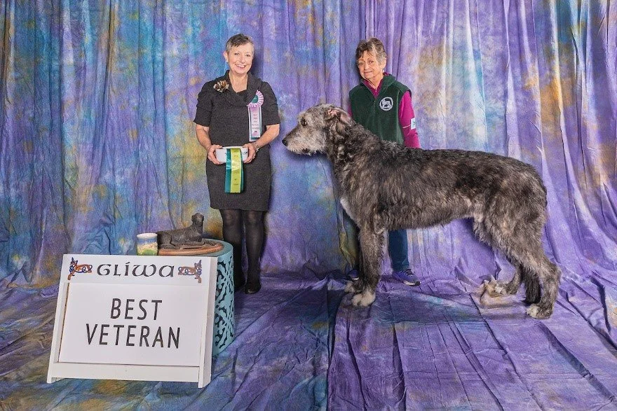   Best Veteran and Veteran Dog    CH Shellane Bacchus.  09/26/2016. Breeder: Maria Lubera. By Cugein Baron of Cheniff x CH Shellane Gairbraid's Vronyka. Owner: Maria Lubera.  