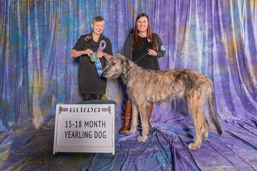   15-18 Month Yearling Dog     1. Howlin’s Shrimp Po Boy Dressed.  04/25/2021. Breeder: David Berzins &amp; Risha Cupit-Berzins. By CH Eirian Rosslare’s Remembrance x CH Howlin’s MB Tipitina Rose CD BN RM2 RAE2 NJP BCAT JSR CGC TKN. Owner: Michelle &