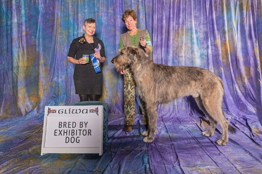  Bred By Exhibitor Dog     1. Dry Creek O’Trillium.  02/01/2021. Breeder: Angela Hunter Knight. By GCH CH Niobrara Eoghan Roe x CH Caraglen Berwyck Libaan at Dry Creek. Owner: Angela Hunter Knight. 