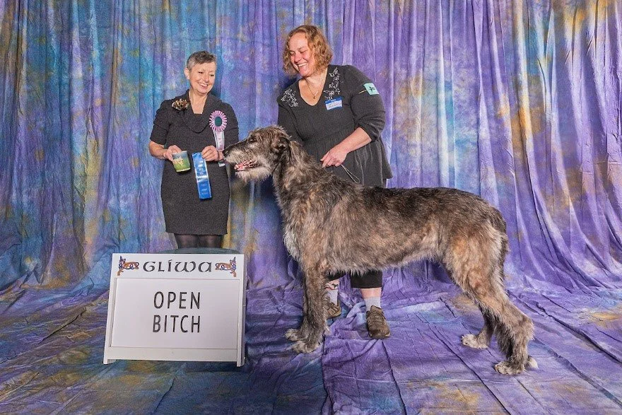   Open Bitch     1. Tresmorn Bristol.  12/22/2017. Breeder: Beth Renstrom. By Tresmorn The Abbott of Windmill x Rockhart Yesterday’s Ravensara of Tresmorn. Owner: Beth Renstrom. 