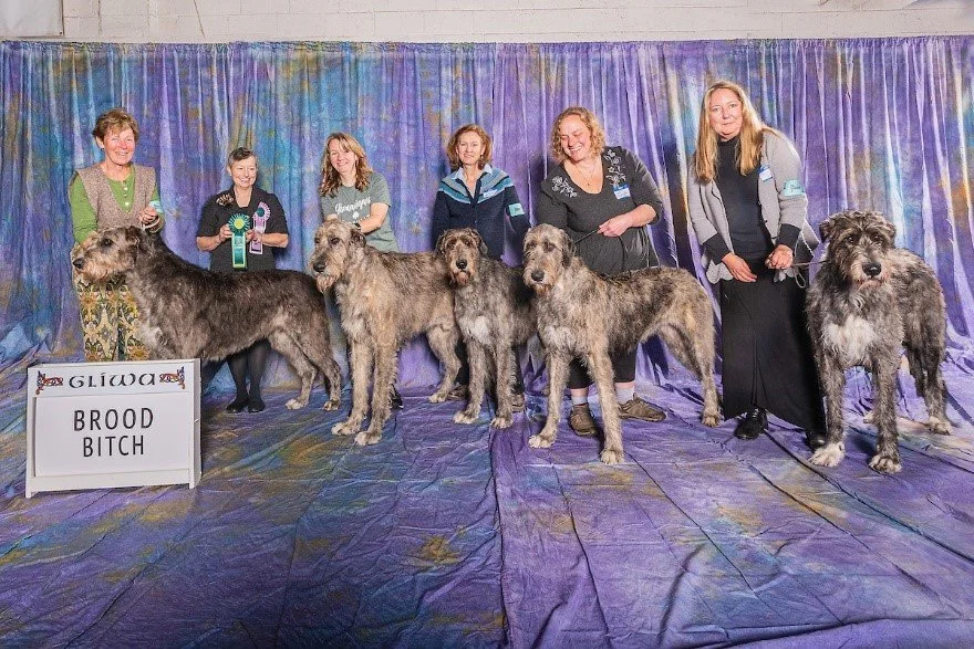   Brood Bitch     1. CH Caraglen Berwyck Libaan at Dry Creek . 06/19/2019. Breeder: Sue &amp; Bev Stobart &amp; Robert &amp; Gretchen Bernardi. By CH Caredig Renegade x Caraglen Berwyck La De Dah. Owner: Angela Hunter Knight     Dry Creek O’Trillium.