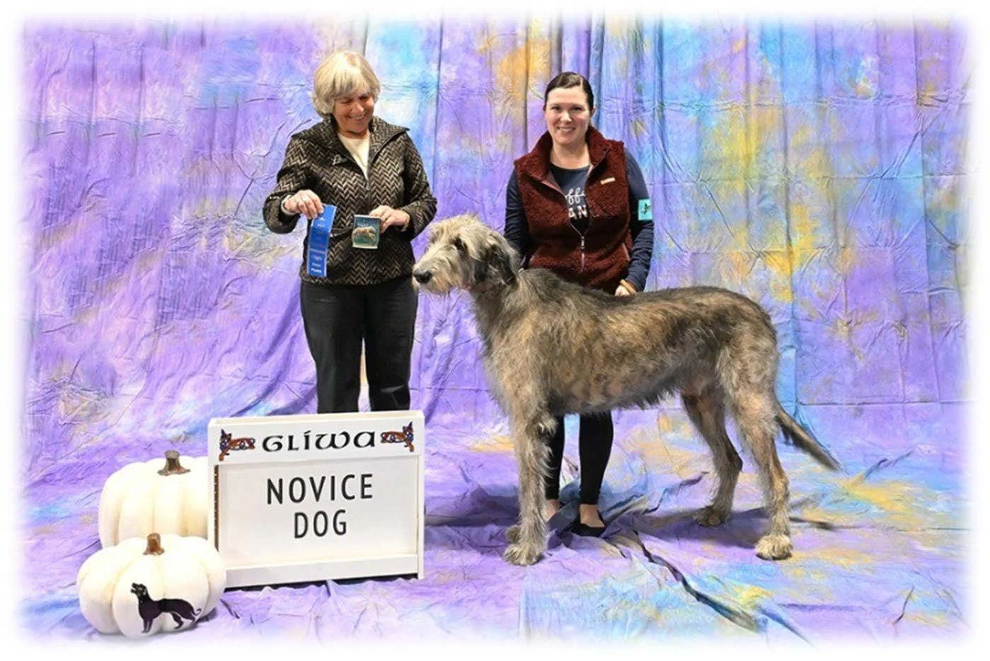 Novice Dog