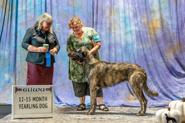 12-15 Month Yearling Dog