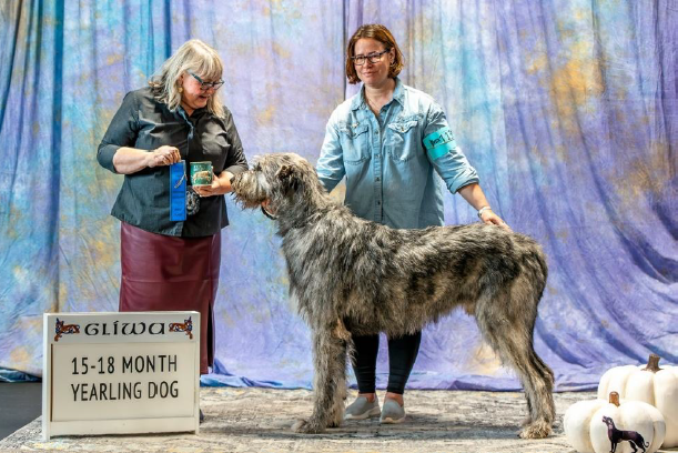 15-18 Month Yearling Dog