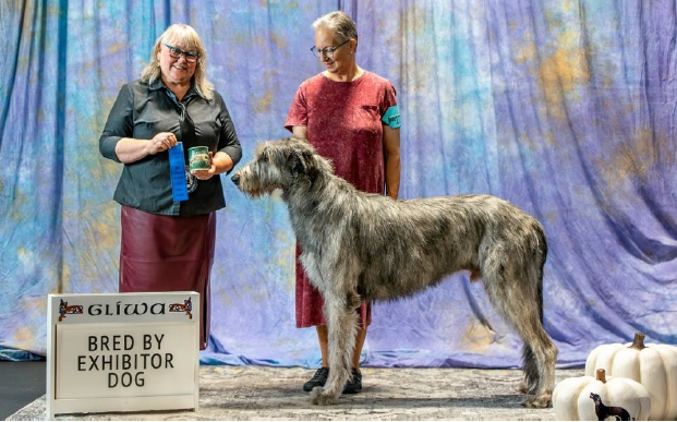 Bred by Exhibitor Dog (photo 1)
