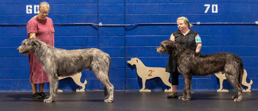 Bred by Exhibitor Dog (photo 2)