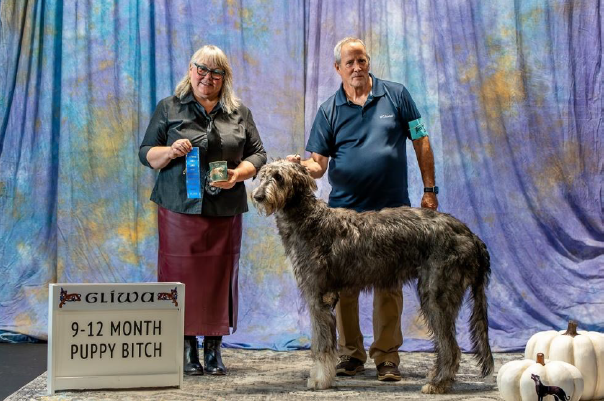 9-12 Month Puppy Bitch