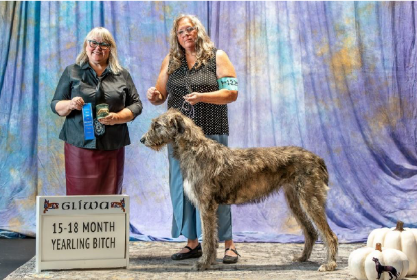 15-18 Month Yearling Bitch