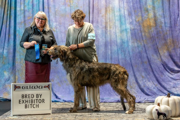 Bred by Exhibitor Bitch (photo1)