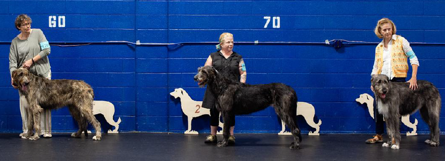 Bred by Exhibitor Bitch (photo 2)