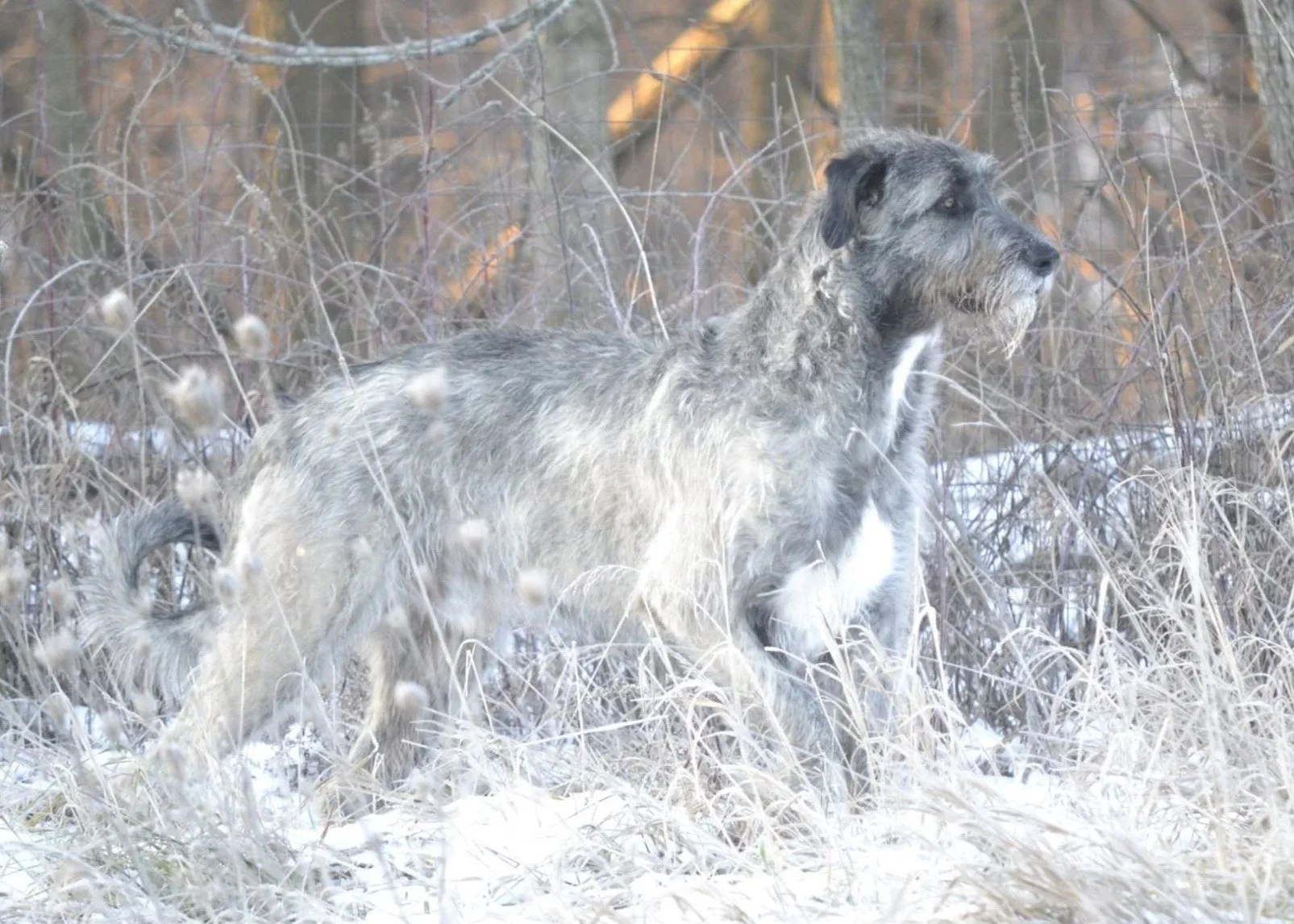 Koogan - cover of Harp and Hound.jpg