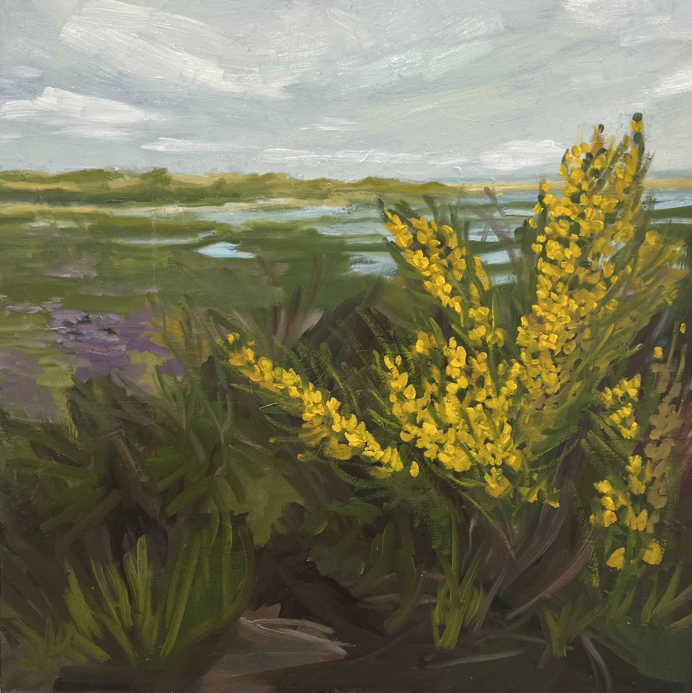 Scotch Broom & the Harbor