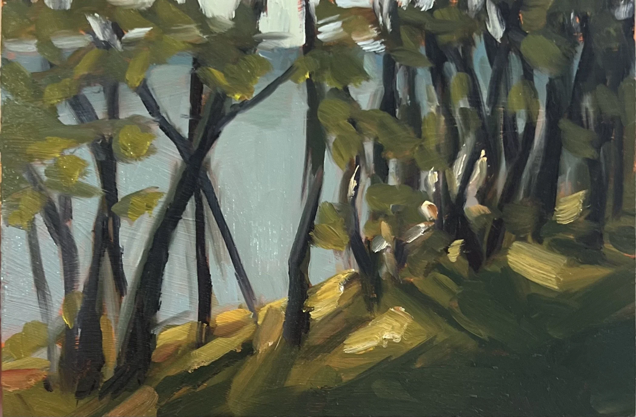 Through the Trees Postcard.jpeg