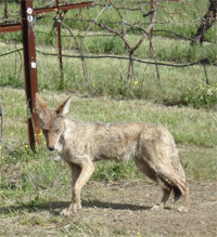 Coyotes hunt gophers