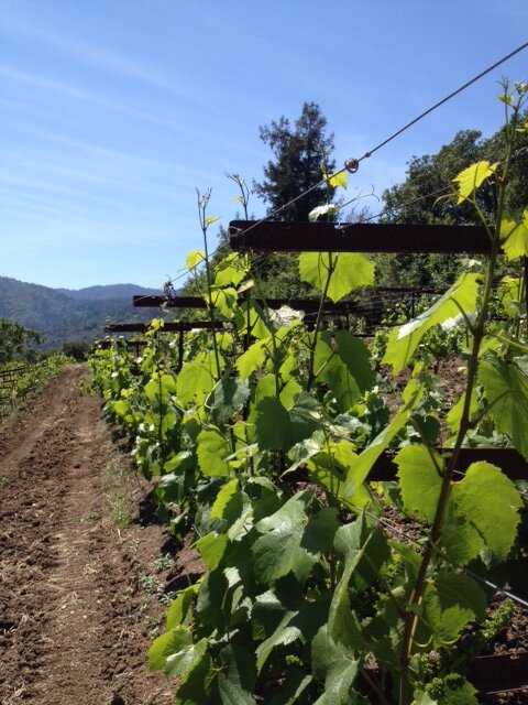 Down the vineyard row