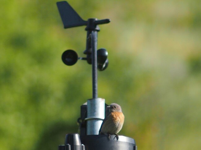 Bluebird on vineyard weather station