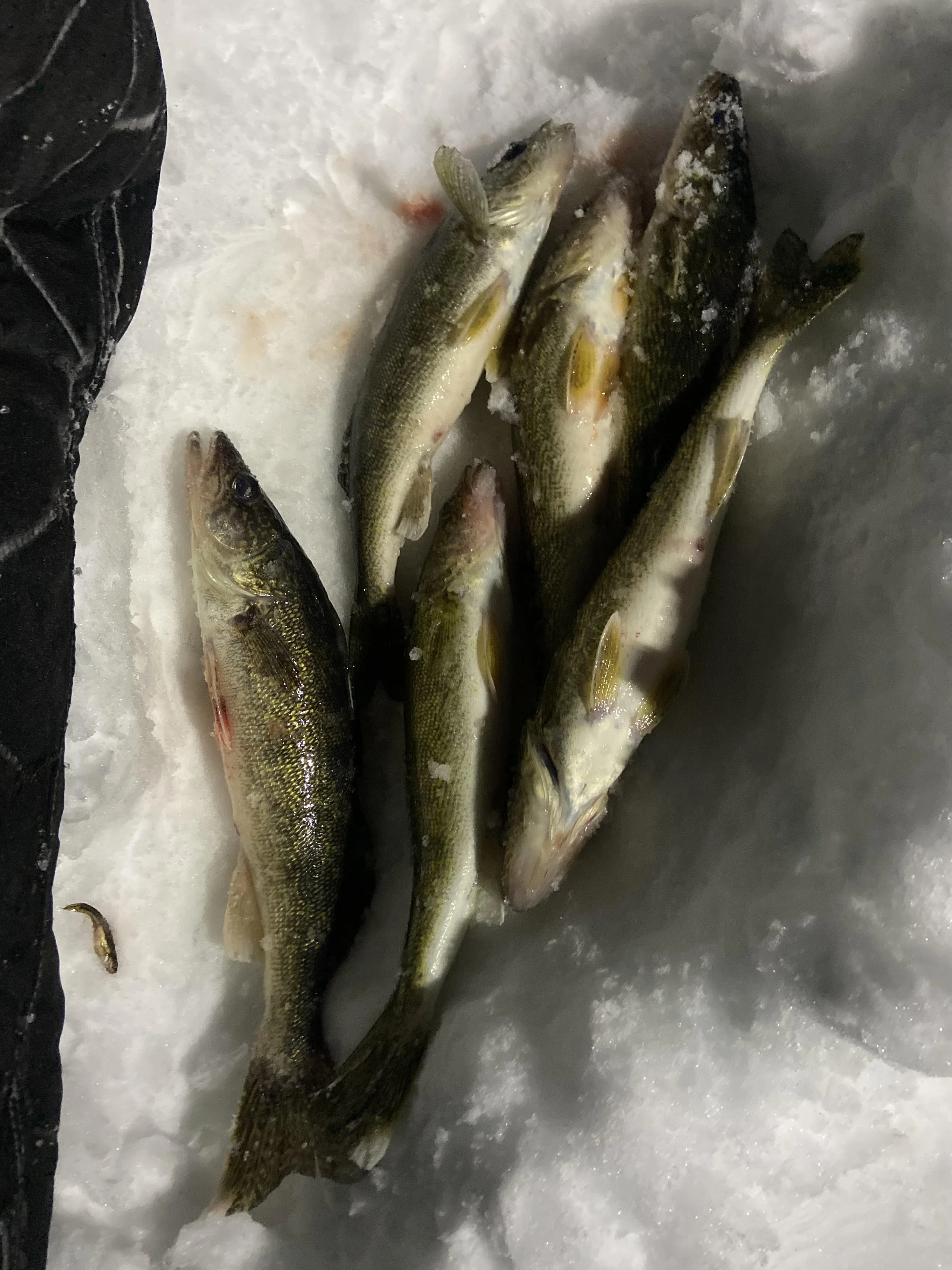 First ice walleye haul laid on snow in Ely MN, BWCA area, December 11 2024. Arrowhead Outdoors Ely MN winter fishing report with ice house rentals, premium tackle, hunting gear & camping supplies.