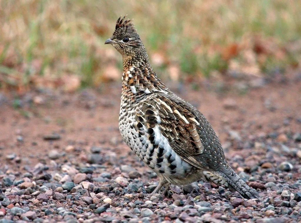 Ruffed grouse on gravel road near Ely MN BWCA August 2025. Northwoods wildlife sighting from Arrowhead Outdoors.
