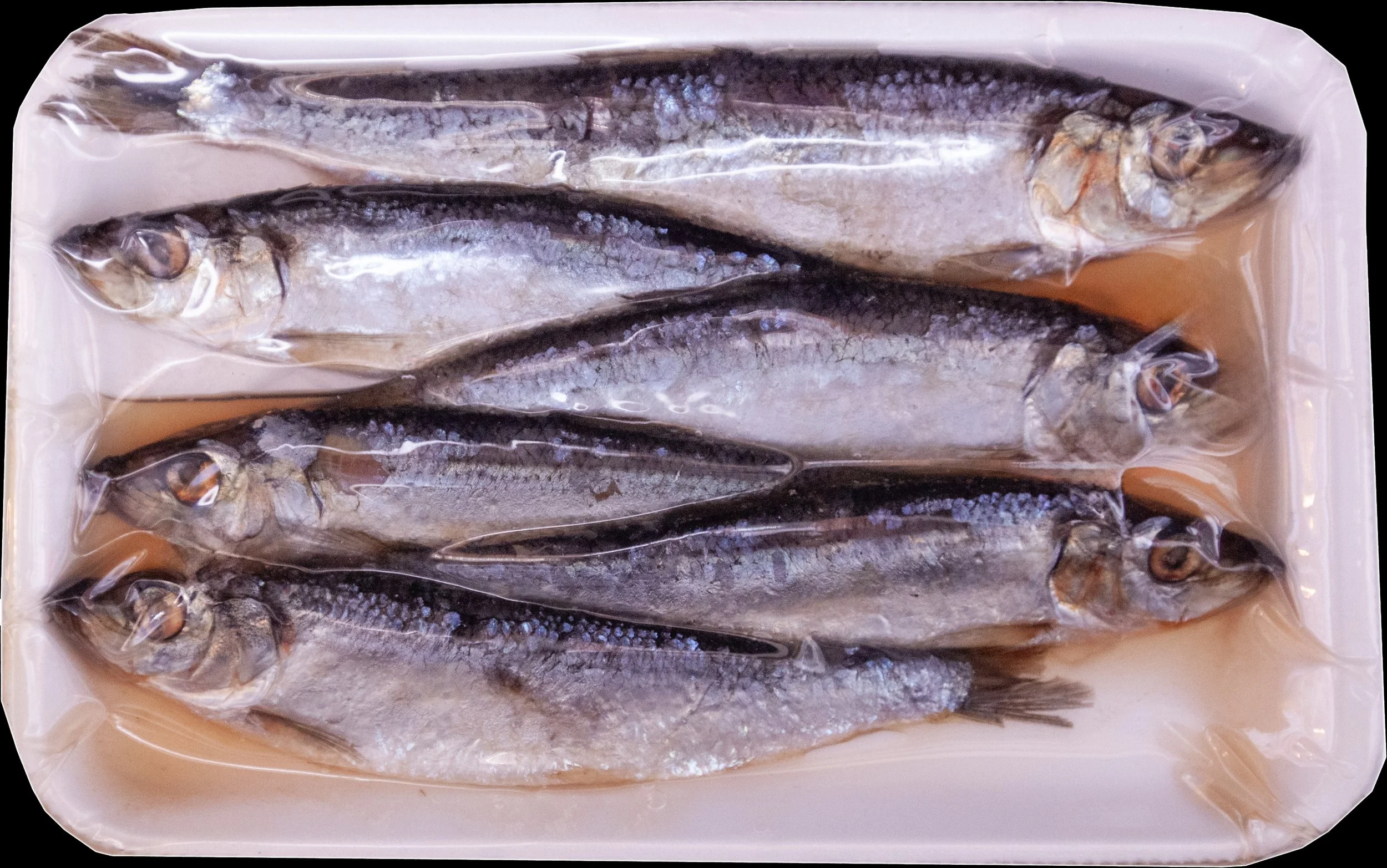 Fresh frozen herring in tray weekly restock at Arrowhead Outdoors Ely MN BWCA. Perfect cut bait for eelpout, pike.& lake trout