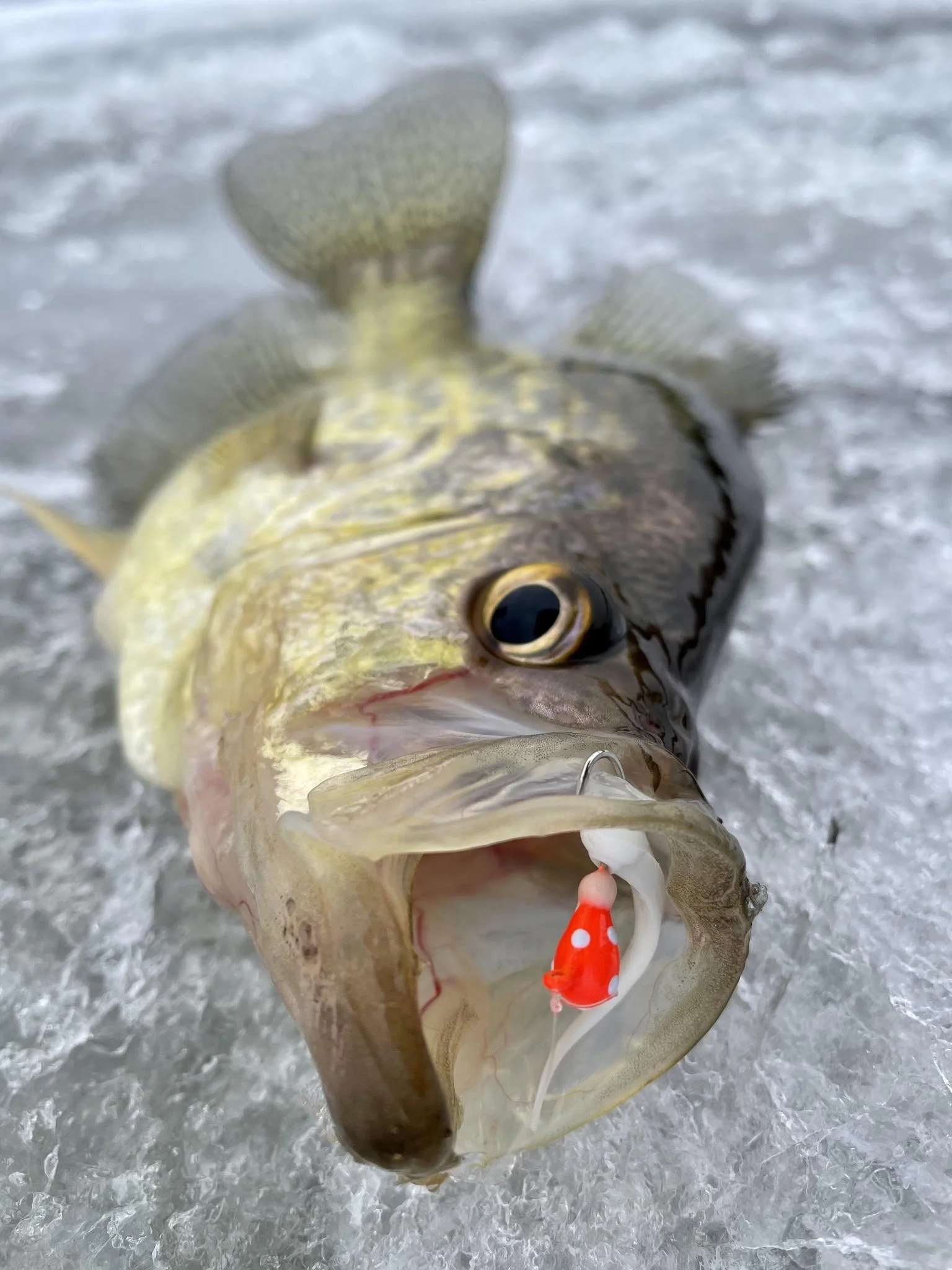 Slab crappie on ice with red/orange jig and white soft plastic March 5, 2025 in Ely MN BWCA. Late winter report from Arrowhead Outdoors.