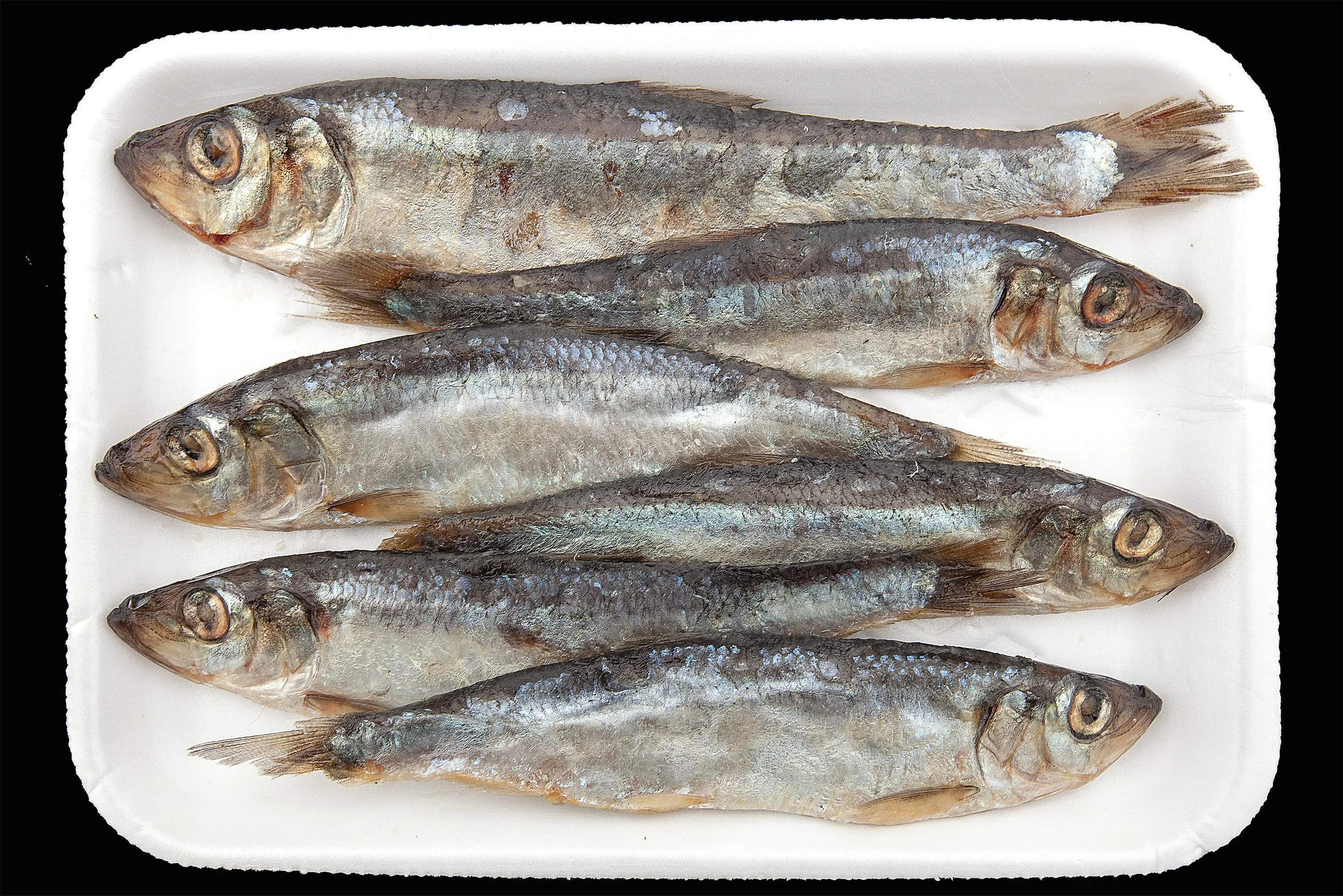 Fresh frozen herring 6-pack in tray weekly restock at Arrowhead Outdoors Ely MN BWCA. Perfect cut bait for lake trout, pike & eelpout.