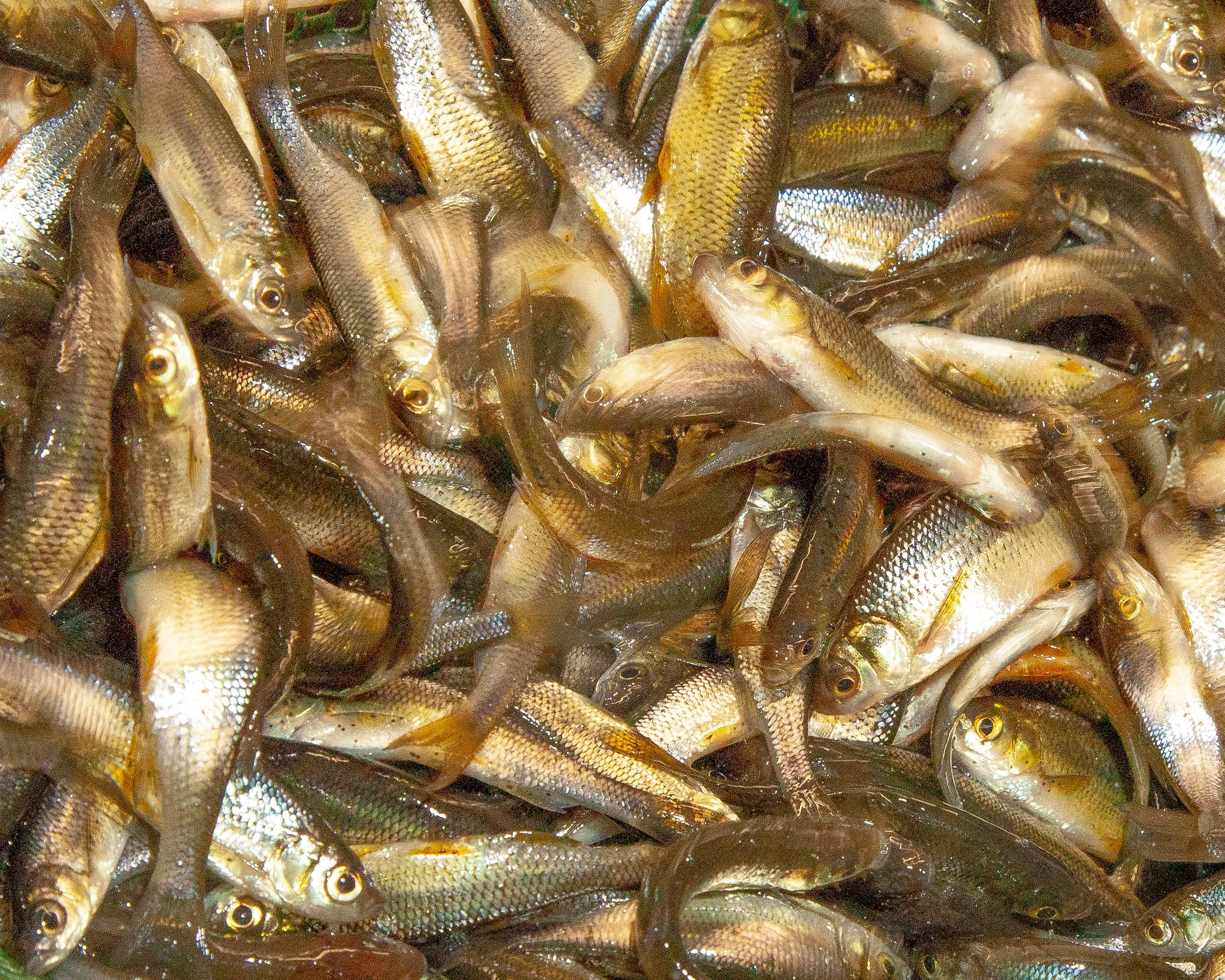 Fresh shiners live bait at Arrowhead Outdoors Ely MN BWCA. Perfect for walleye, bass, northern pike & lake trout