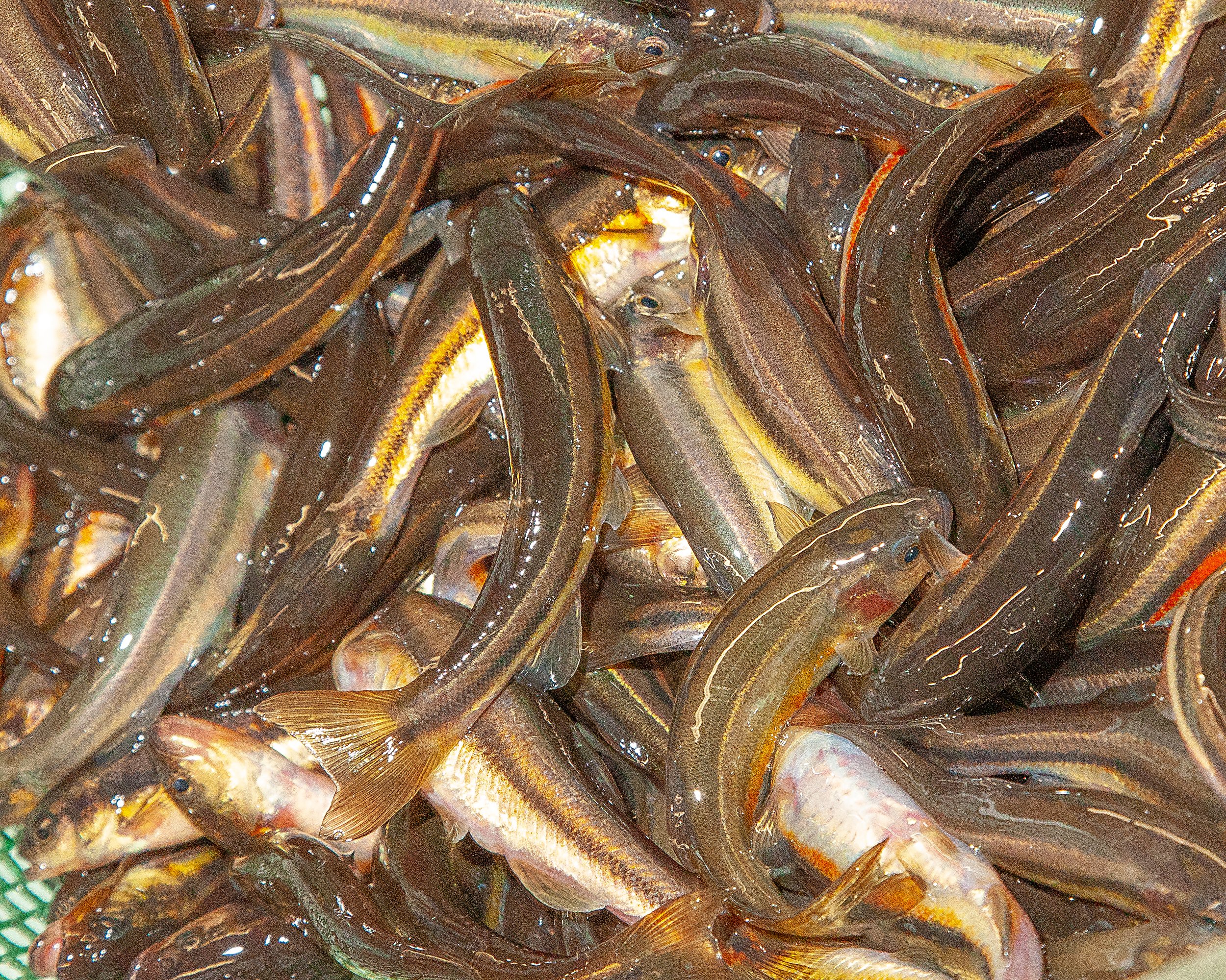 Fresh rainbow minnows live bait at Arrowhead Outdoors Ely MN BWCA. Perfect for walleye, bass, northern pike & lake trout fishing.