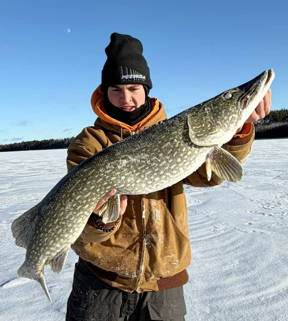 Monster trophy northern pike caught ice fishing Ely MN: excited young fisherman displays huge toothy pike on snowy ice under clear blue sky January 2026