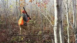 Hunter pushes through fall popple thicket with shotgun near Ely MN BWCA. Classic ruffed grouse hunt from Arrowhead Outdoors.