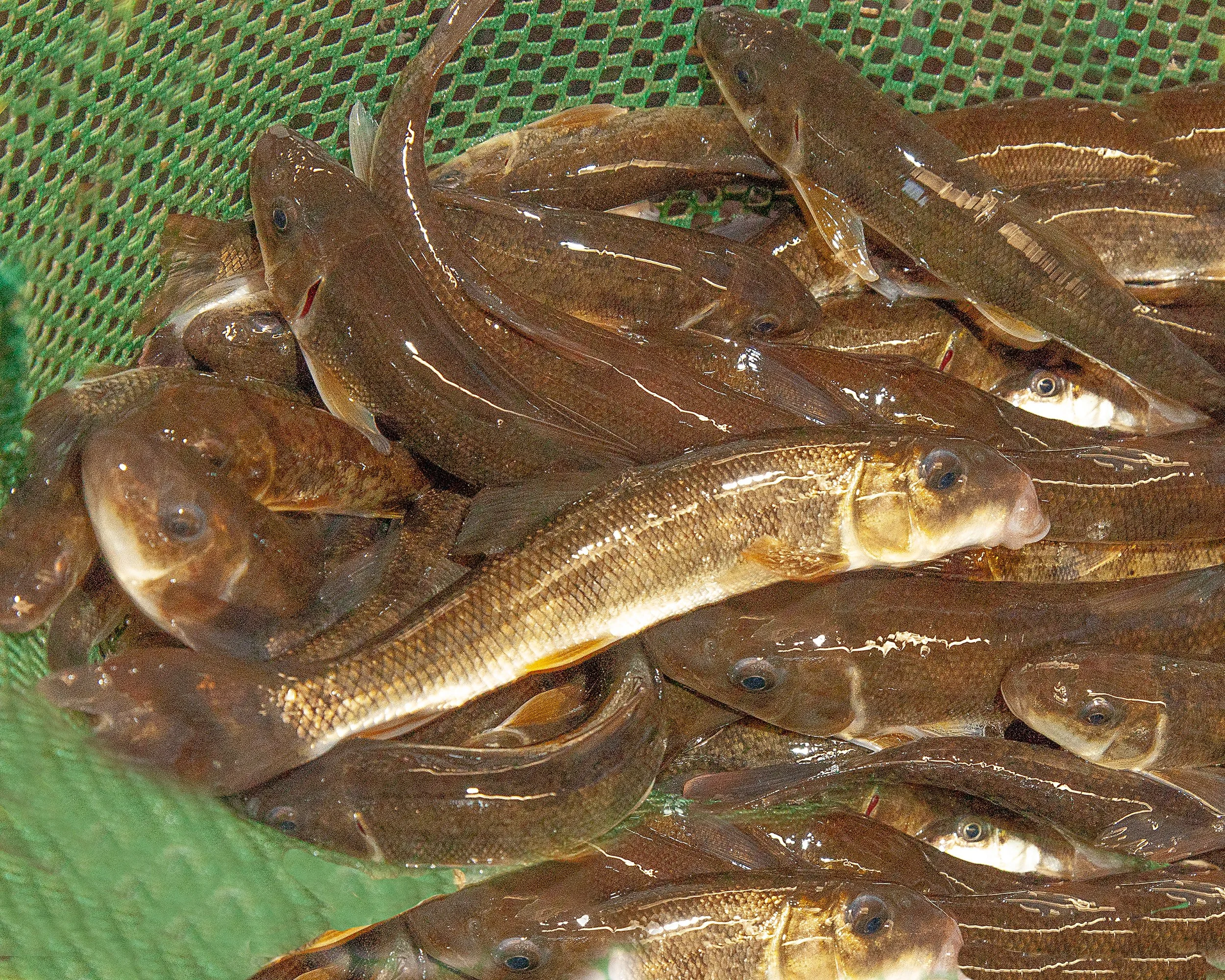 Fresh lite northerns live bait in net at Arrowhead Outdoors Ely MN BWCA. Perfect for bass, walleye, pike & lake trout.