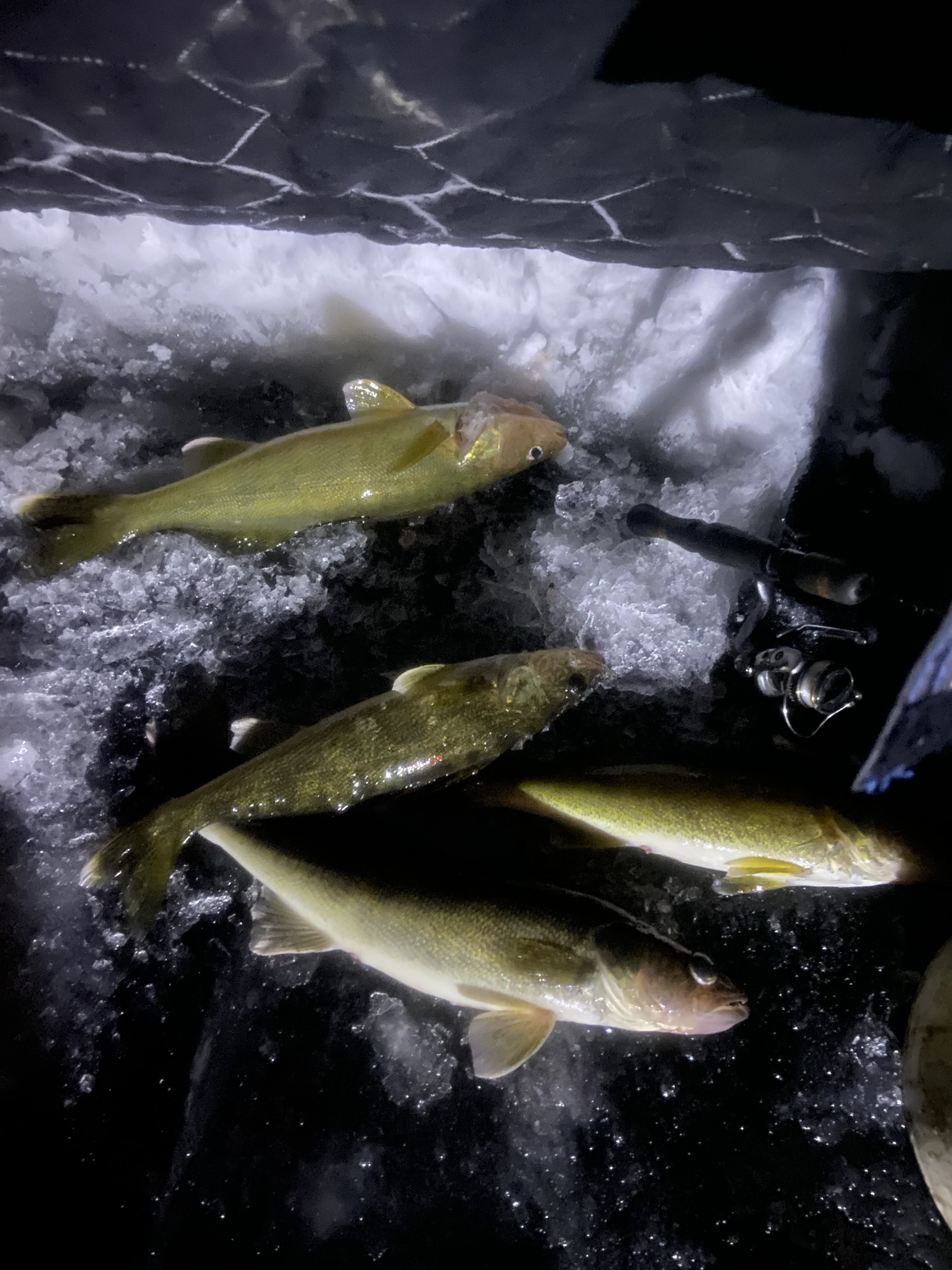 Walleye limit caught ice fishing inside shelter Ely MN BWCA Farm Lake December 2025