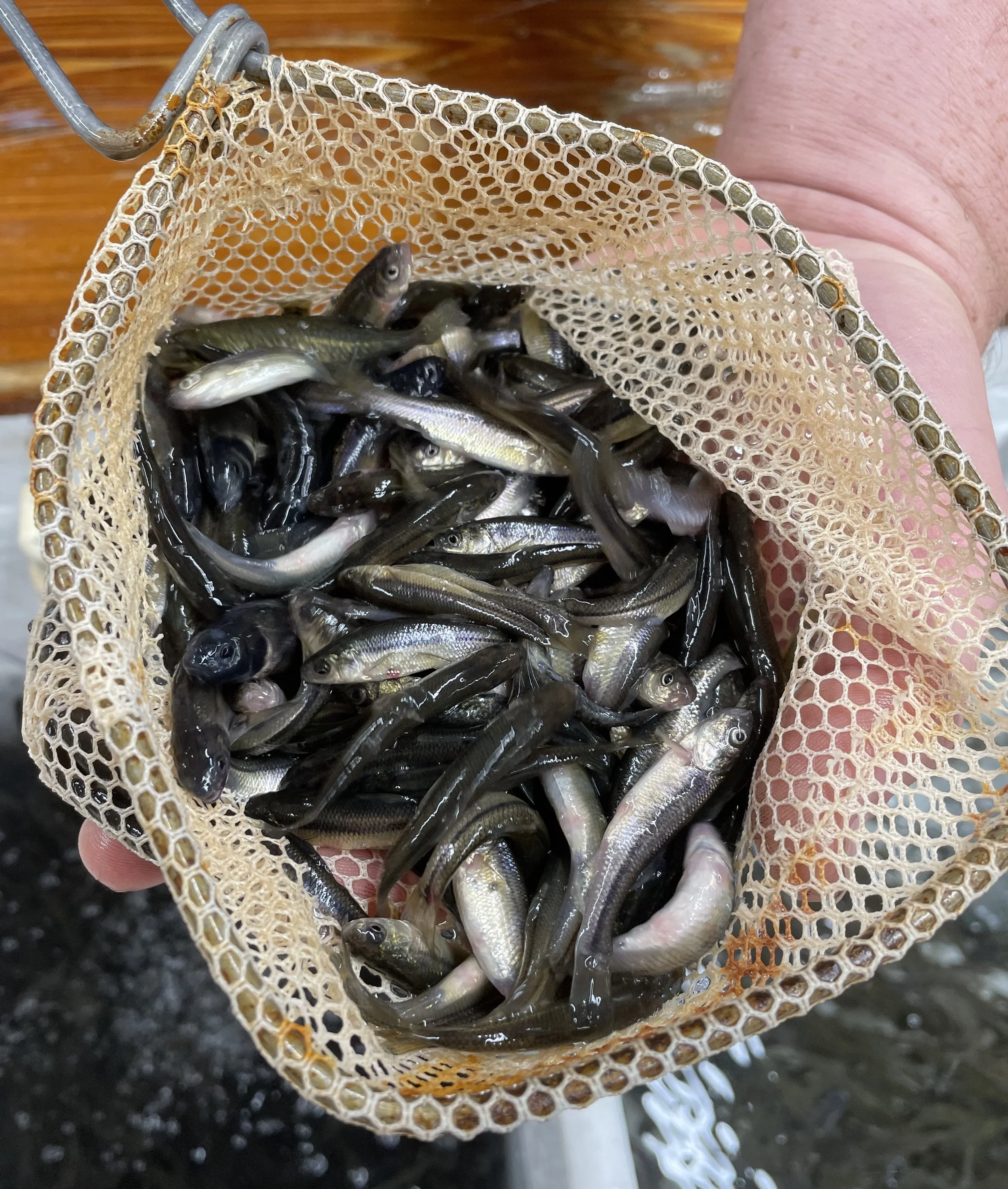 Fresh crappie minnows (small fatheads) in net at Arrowhead Outdoors Ely MN – perfect 1-2 inch size for panfish, crappie, and perch