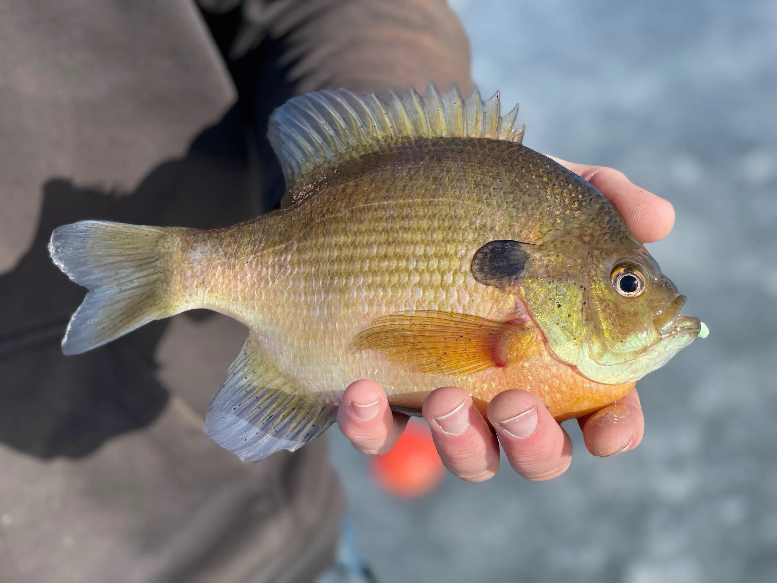 Angler holds lake trout caught on Laker Tackle tube on snowy ice in Ely MN, BWCA area, March 5 2024. Arrowhead Outdoors Ely MN winter fishing report with ice house rentals, premium tackle, hunting gear & camping supplies.