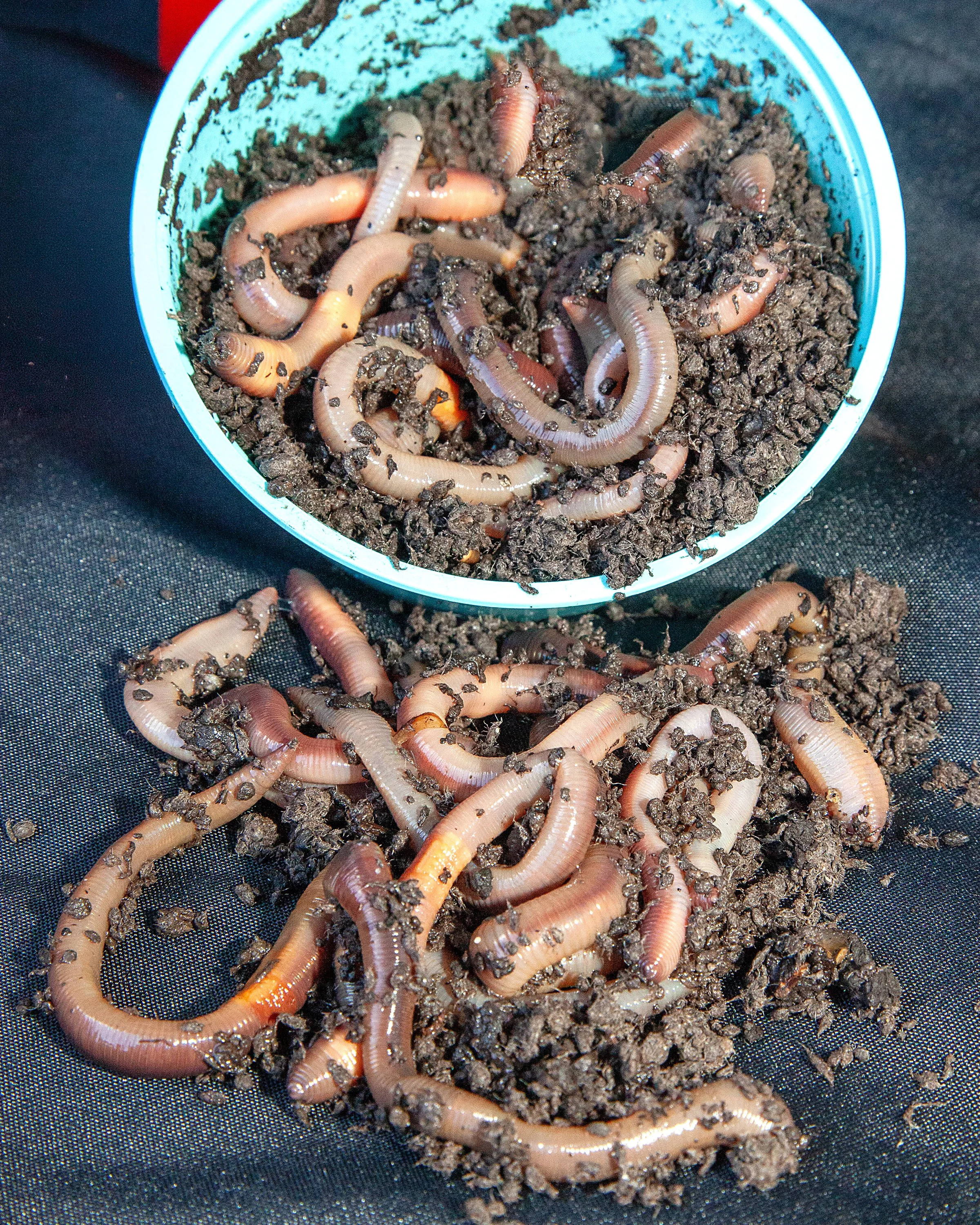 Fresh night crawlers at Arrowhead Outdoors Ely MN BWCA. Perfect for panfish, stream trout & walleye