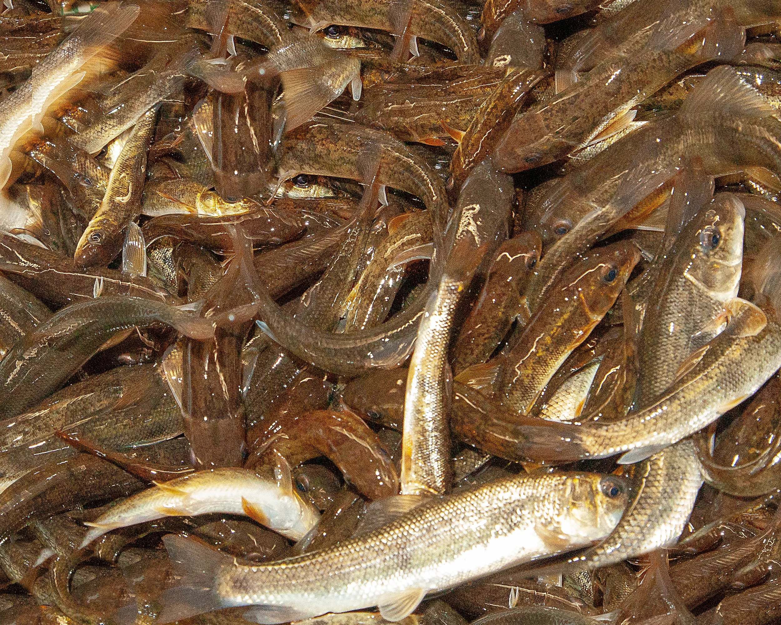 Fresh pike suckers live bait at Arrowhead Outdoors Ely MN BWCA. Perfect for walleye, bass, northern pike & lake trout.