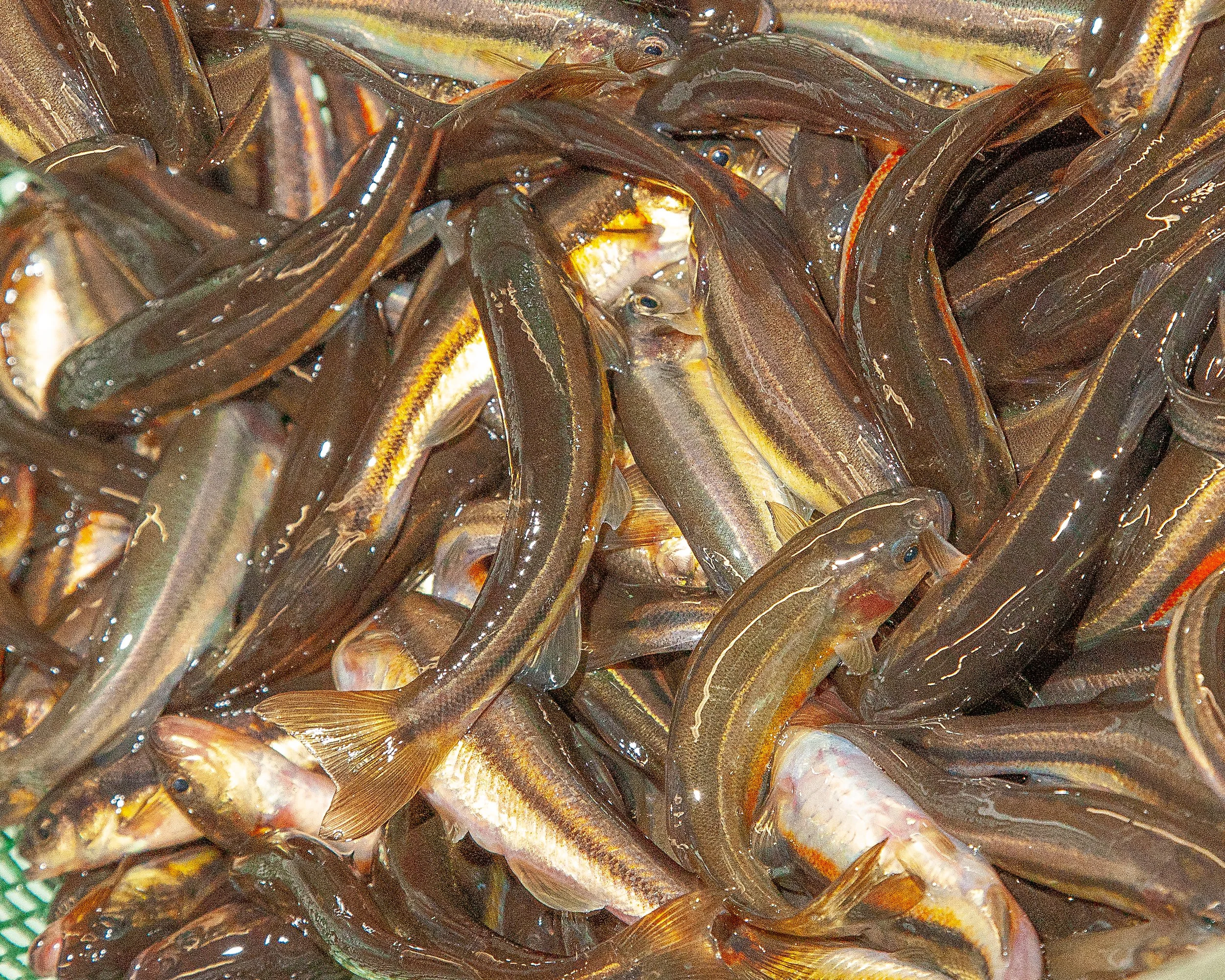 Fresh rainbow minnows live bait at Arrowhead Outdoors Ely MN BWCA. Perfect for trophy walleye, bass, northern pike & lake trout fishing.