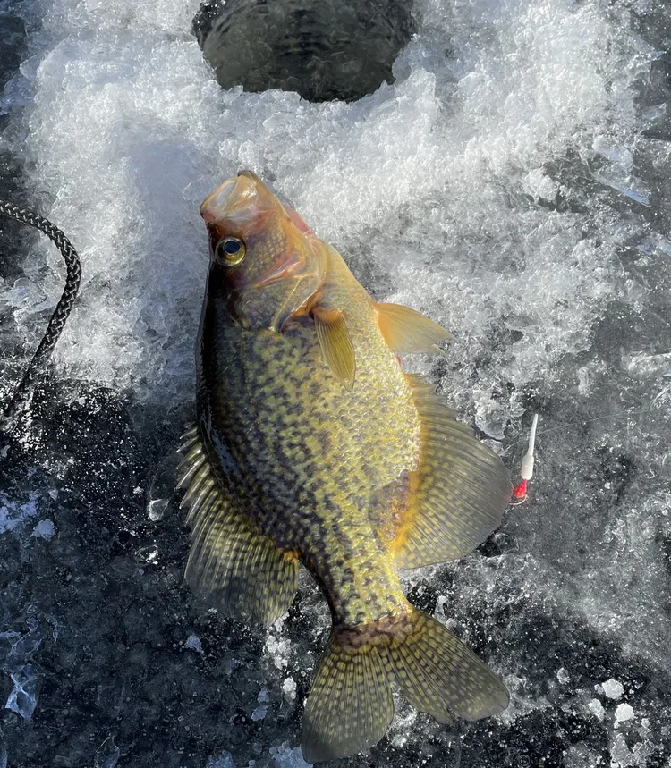 Slab crappie on ice after jigging white soft plastic through 6" auger hole on sunny midday in Ely MN BWCA. Winter fishing report from Arrowhead Outdoors.