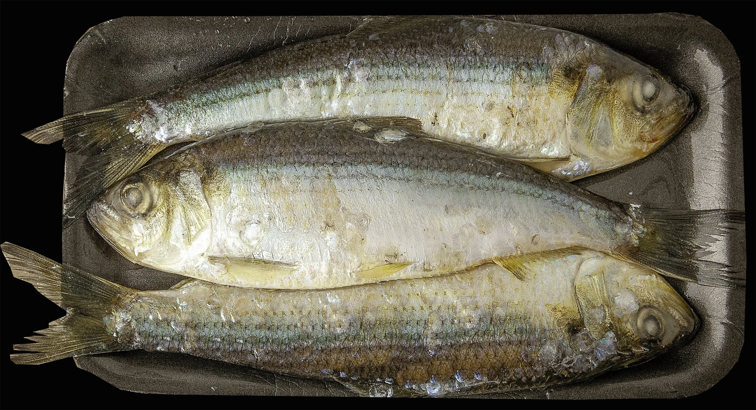 Fresh frozen alewife 3-pack in tray weekly restock at Arrowhead Outdoors Ely MN BWCA. Perfect cut bait for lake trout, pike & eelpout