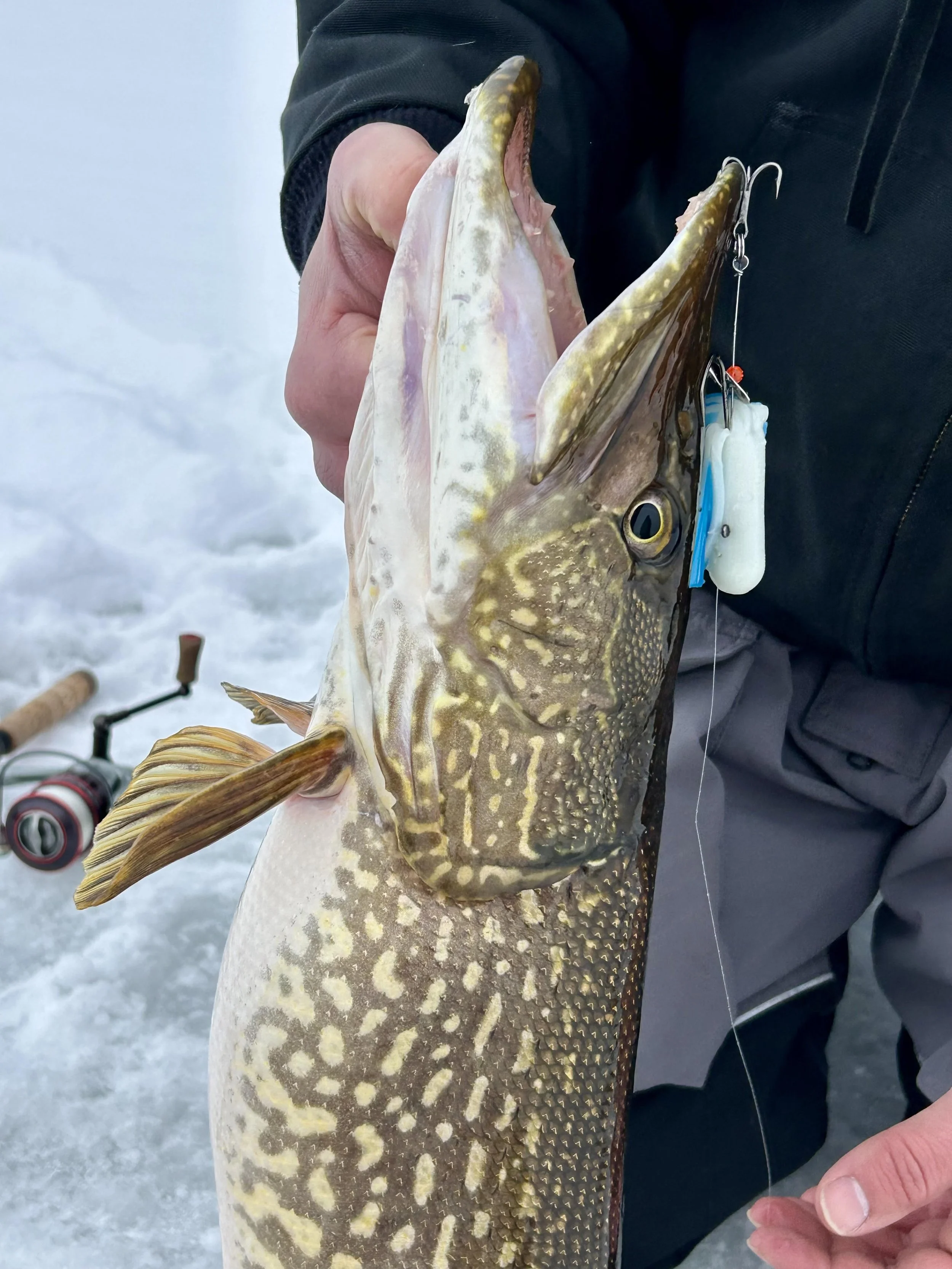 Close-up of big northern pike on Laker Tackle tube ice fishing Ely MN BWCA Lake January 2026