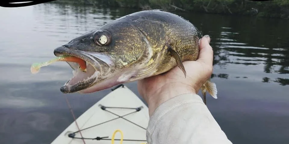 Angler holds giant walleye caught on Keitech Paddletail from kayak Ely MN, BWCA area, July 30 2024. Arrowhead Outdoors Ely MN fishing report with premium tackle, hunting gear & camping supplies available.
