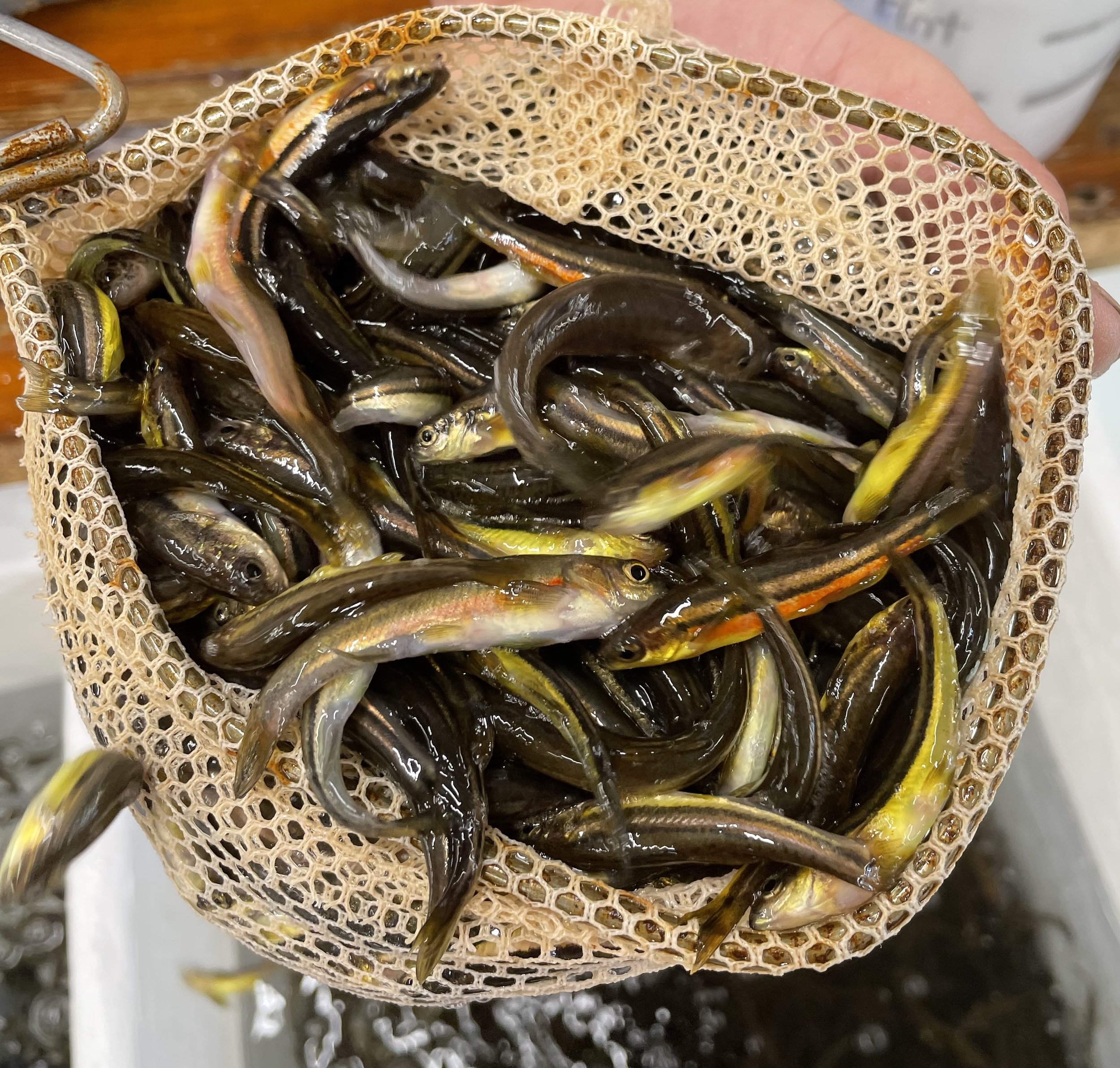 Fresh Northern Redbelly Dace aka Rainbows live bait in net at Arrowhead Outdoors Ely MN – vibrant red and yellow bellies, perfect for walleye and lake trout