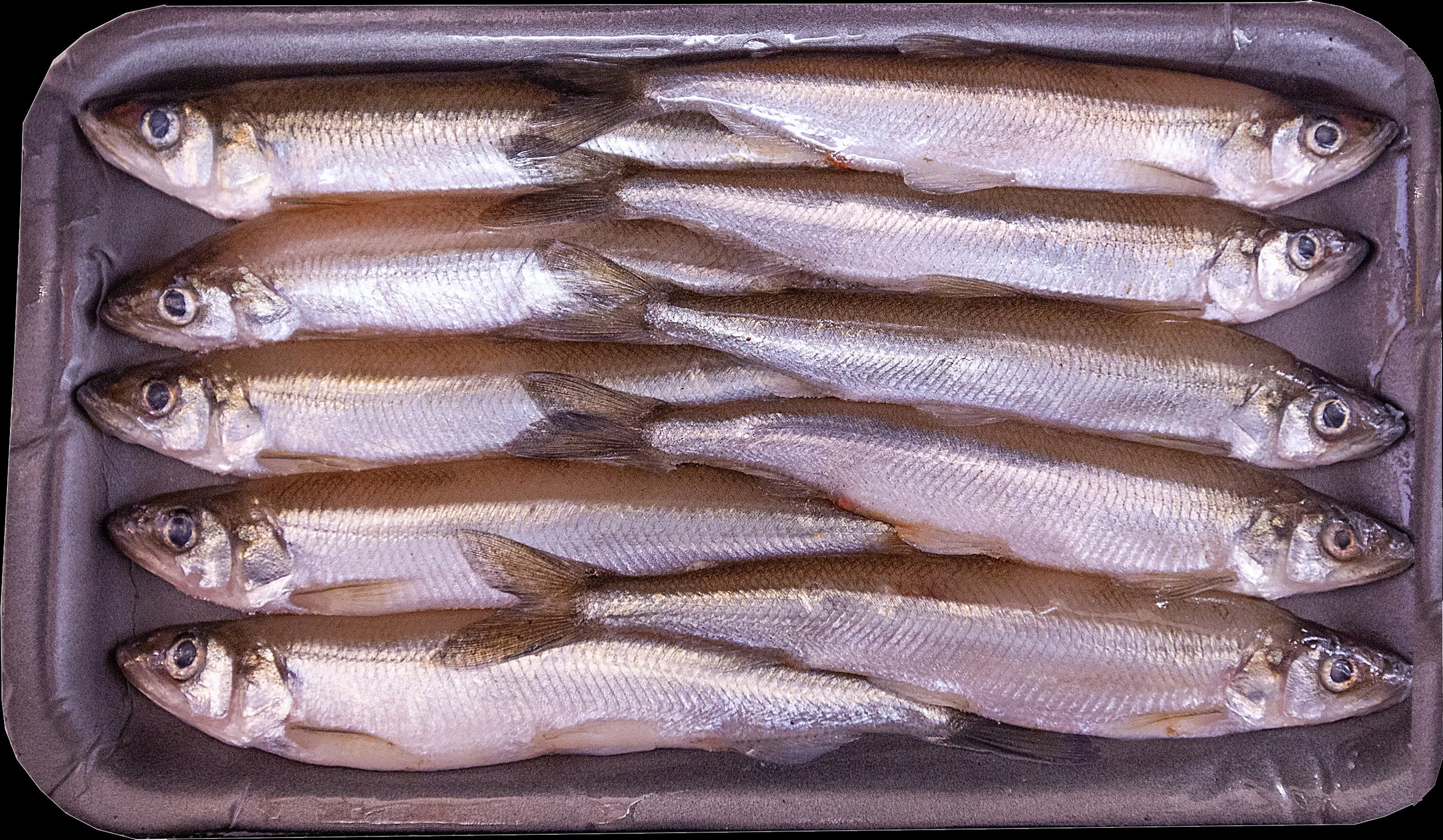 Fresh frozen smelt in tray weekly restock at Arrowhead Outdoors Ely MN BWCA. Perfect cut bait for eelpout, pike & lake trout