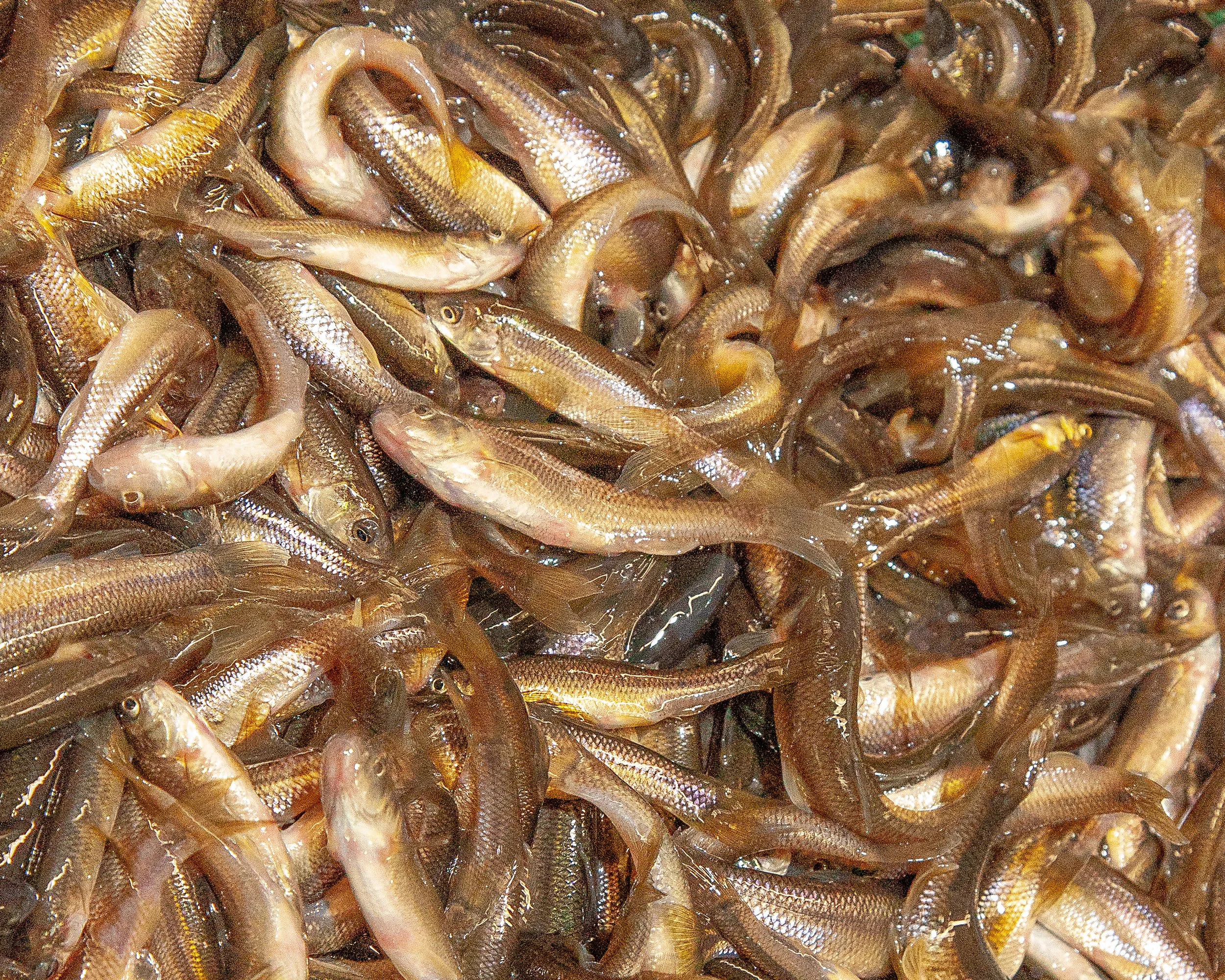 Fresh chubs live bait at Arrowhead Outdoors Ely MN BWCA. Perfect for large panfish, bass, walleye & lake trout fishing.