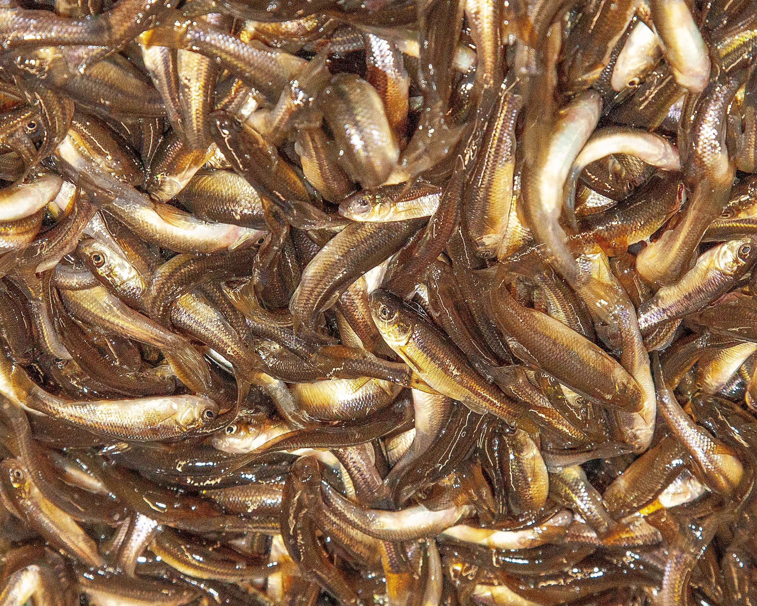 Fresh crappie minnows live bait at Arrowhead Outdoors Ely MN BWCA. Perfect for panfish.