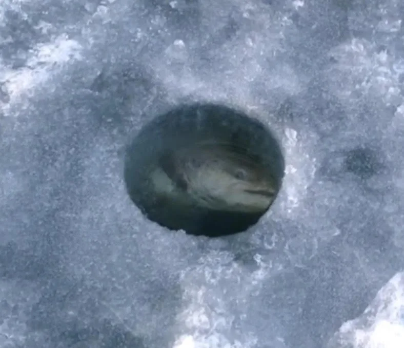 Lake trout head rising through ice hole on frozen Ely MN lake, BWCA area, December 26 2023. Arrowhead Outdoors Ely MN winter fishing report with ice house rentals, premium tackle, hunting gear & camping supplies.