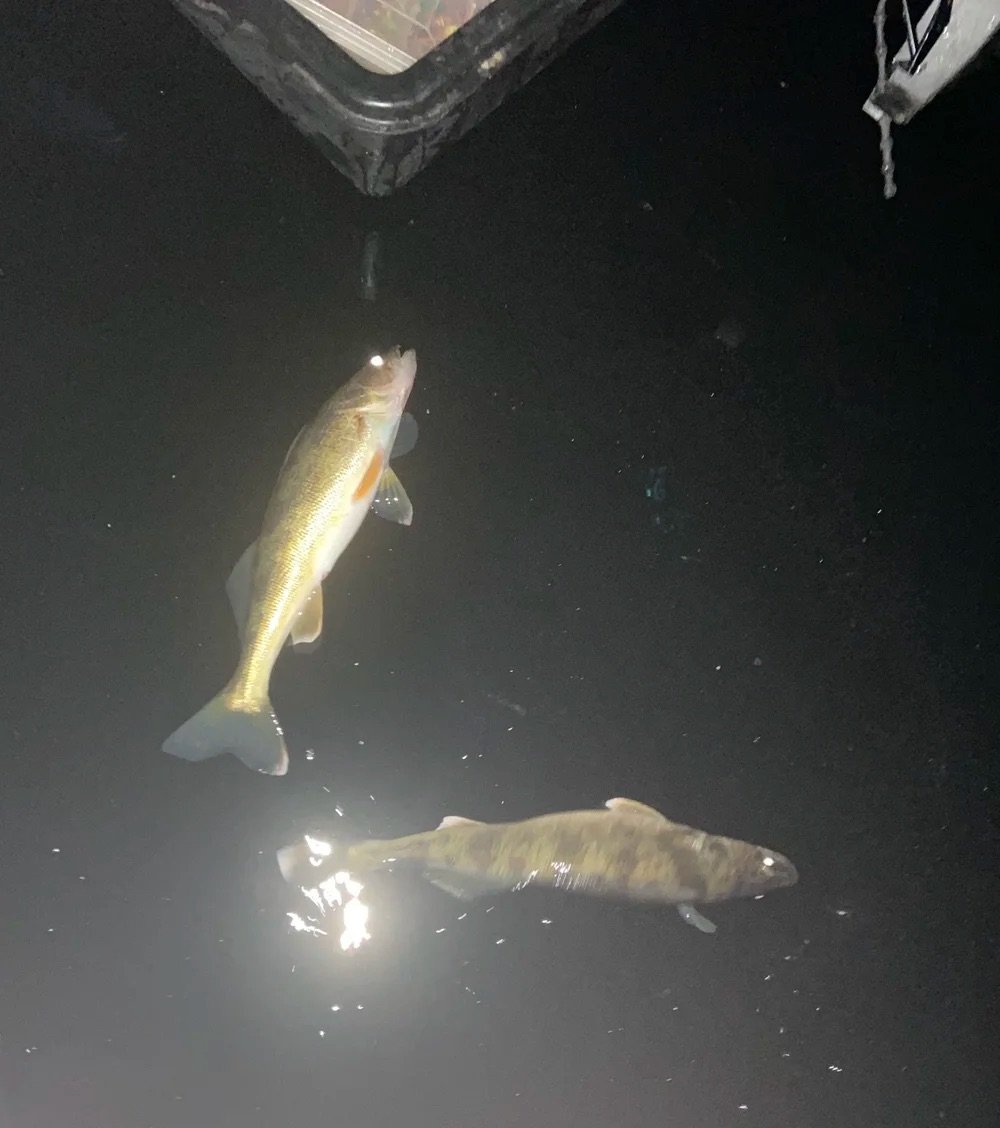 Walleyes laid out on the ice at night under lights from Ely MN, BWCA area, December 13 2023. Arrowhead Outdoors Ely MN winter fishing report with ice house rentals, premium tackle, hunting gear & camping supplies.