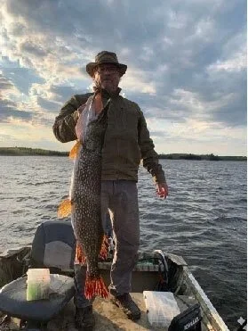 Ely MN BWCA northern pike open water catch May 18 2021, angler in boat holding big spotted pike at sunset, Arrowhead Outdoors report
