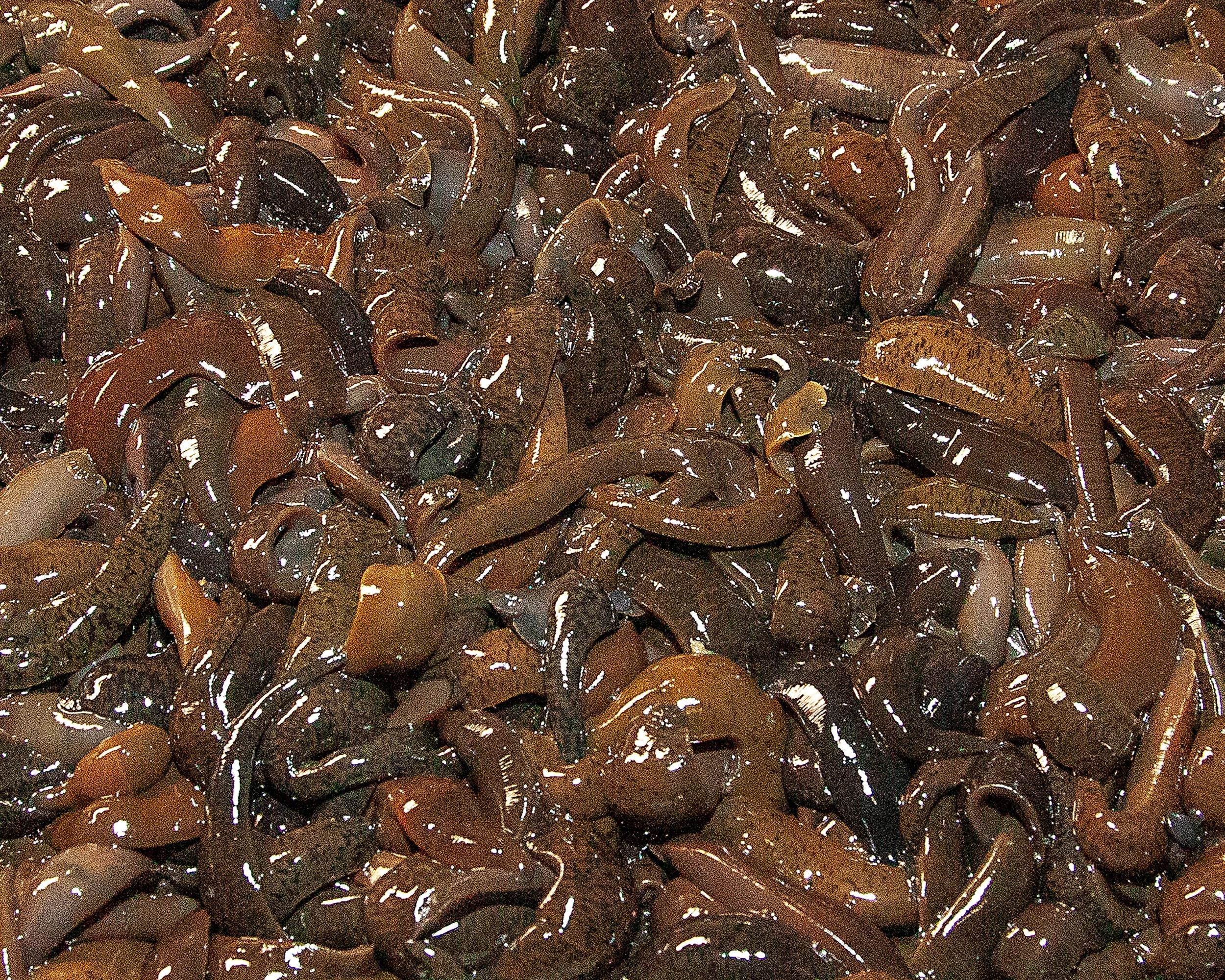 Fresh leeches live bait at Arrowhead Outdoors Ely MN BWCA. Perfect for panfish & walleye jigging.